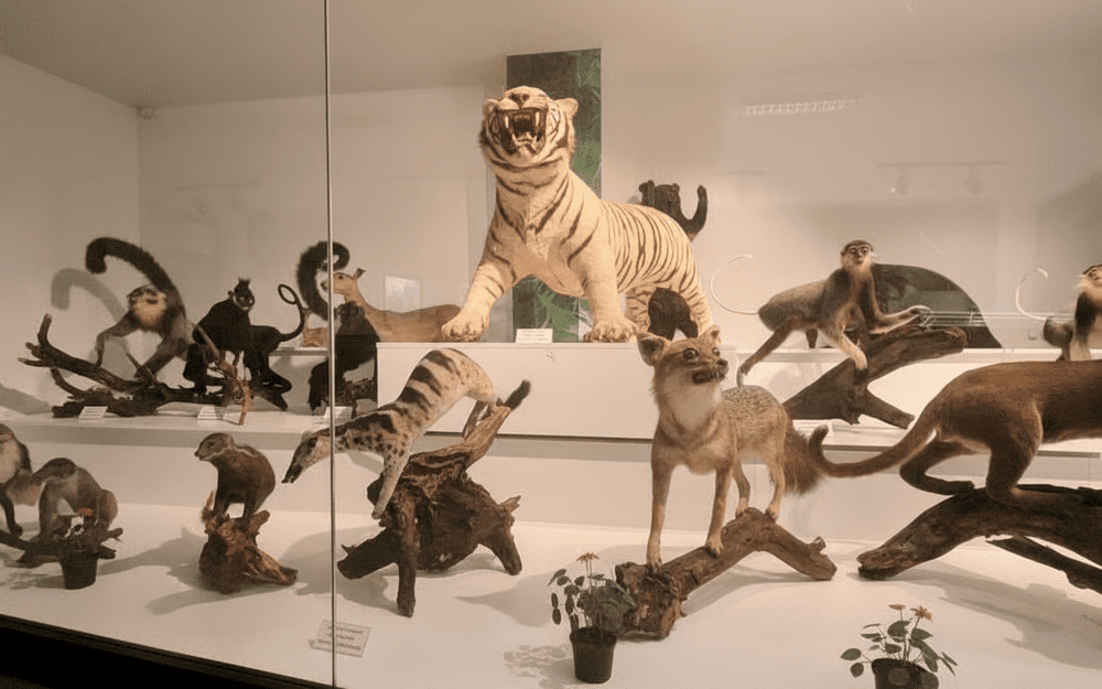 Cuc Phuong Museum currently preserves and displays about 450 specimens of animals, birds, reptiles